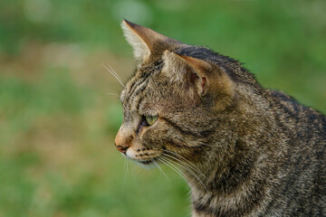 The tabby is a cross breed cat breed whose coat is decorated with black stripes and spots. It is a mix of African wildcat and European Native Wildcat.