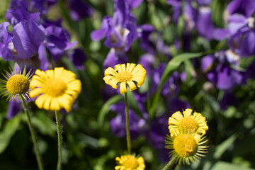 Yellow flowers in garden. Beautiful flowers in flower bed.