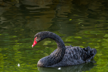 Fototapeta premium Black Swan (Cygnus atratus) in park