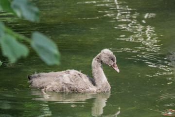 Black Swan (Cygnus atratus) cygnet in park