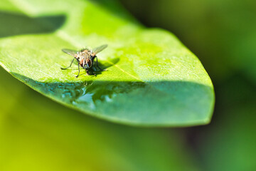 Flesh fly on a green leaf with light and shadow. Hairy legs in black and gray.