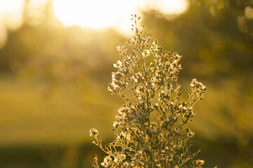 piante e natura