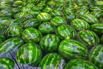 Many big sweet green watermelons