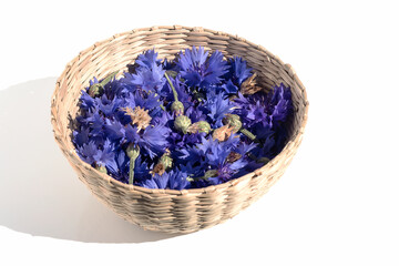 Fototapeta na wymiar In a wicker bowl, freshly cut inflorescences of blue cornflowers with seed pods, harvesting seeds. White isolated background.