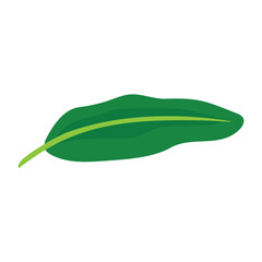 Banana leaf icon template illustration