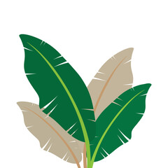 Banana leaf icon template illustration