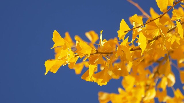 Golden colored gingko leaves swaying in wind, colorful, multi-colored autumn landscape
