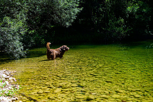 Cane fa il bagno nel fiume Rio, Orvinio