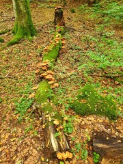 path in autumn forest