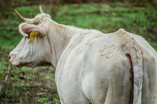 Mucca maremmana bianca con marchio numero a fuoco