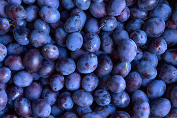 Blue ripe plum fruit. Orchard plums fruit. Ripe fruits harvested in fall. Own garden or market....
