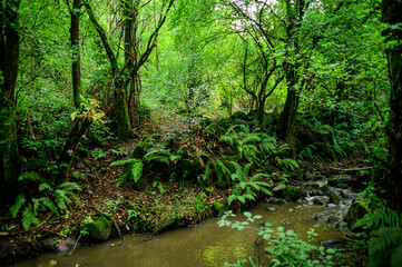 Muschio nel Bosco Monte Cocozzone