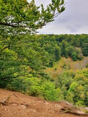 landscape with trees