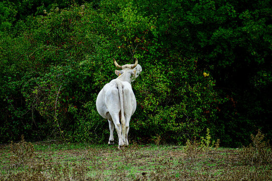 Mucca maremmana bianca