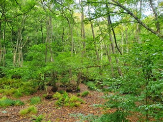 forest in the morning