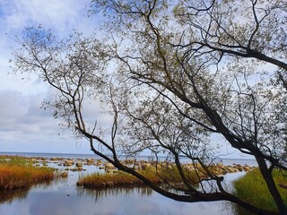 Obraz premium tree in the water