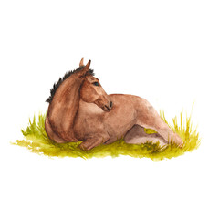 Watercolor illustration of horse lying in the grass isolated © dakora