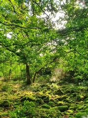 footpath in the forest