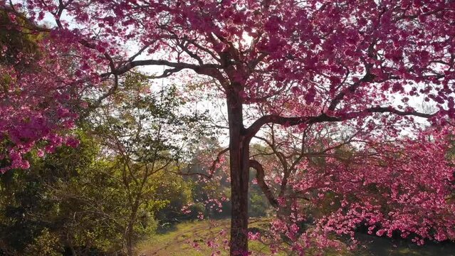 Majestic lapacho tree with pink flowers in front of a beautiful landscape. Drone shot