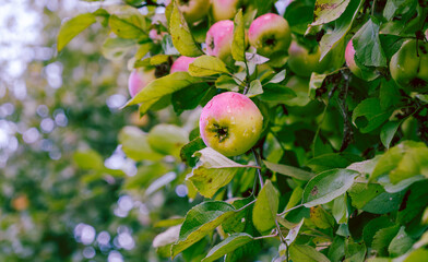 An apples grows on a branch among the green foliage
