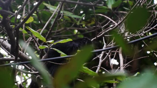 Mantled Howler Monkey (alouatta Palliata),  Close Up Isolated Wildlife Animal In The Rainforest Of Costa Rica