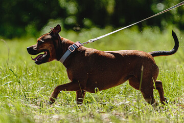 Staffordshire bull terrier on green field at dog racing competion
