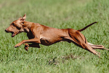 Cirneco dell etna dog running fast and chasing lure across green field at dog racing competion