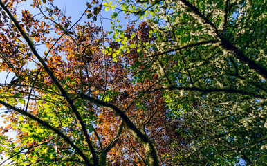 Nature background of tree leaves from bottom against blue sky. colorful nature background