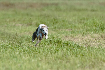 Whippet dog lifted off the ground during the dog racing competition running straight into camera
