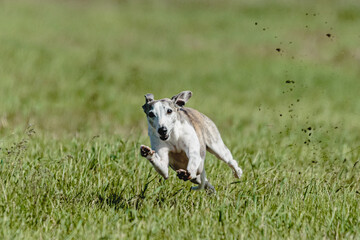 Whippet dog lifted off the ground during the dog racing competition running straight into camera