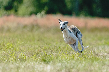 Whippet dog lifted off the ground during the dog racing competition running straight into camera
