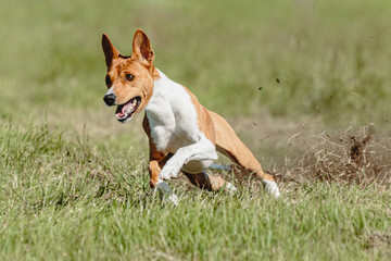 Naklejka na ściany i meble Basenji dog lifted off the ground during the dog racing competition running straight into camera