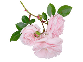 Three pale pink rose flowers and buds isolated transparent png