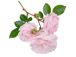 Three pale pink rose flowers and buds isolated transparent png