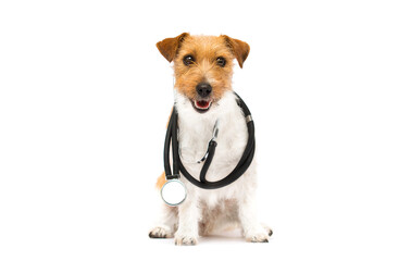 dog and stethoscope veterinarian