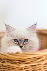 Fototapeta na wymiar Neva Masquerade Kitten schaut einem Korb
