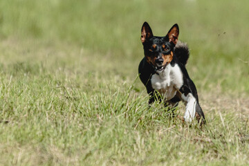 Basenji dog running fast and chasing lure across green field at dog racing competion