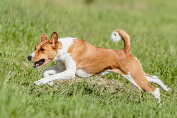 Basenji dog running fast and chasing lure across green field at dog racing competion