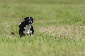 Basenji dog running fast and chasing lure across green field at dog racing competion