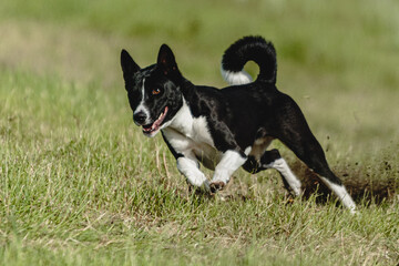 Basenji dog running fast and chasing lure across green field at dog racing competion