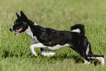 Basenji dog running fast and chasing lure across green field at dog racing competion