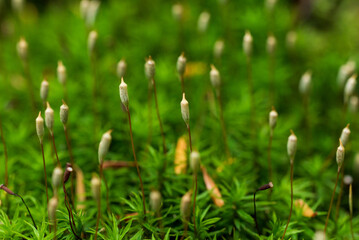 森に生えたコケの胞子　白駒池苔の森