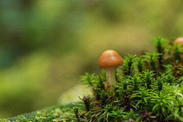 コケの森に生えるキノコ　白駒池苔の森