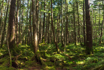 コケに覆われた白駒池の原生林
