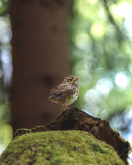 bird on a tree