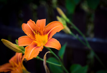 Orange Flower with shallow depth of field