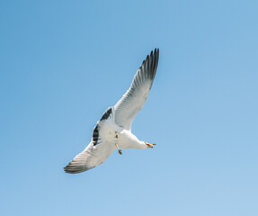 Seagulls catch pieces of food in flight.