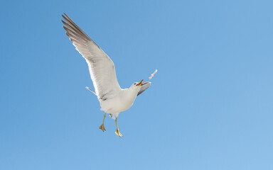 Flying seagull over blue sky.