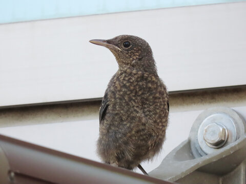 親鳥を探すイソヒヨドリの幼鳥