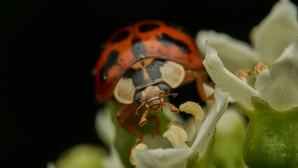 Details of a ladybug among white flowers and green branches